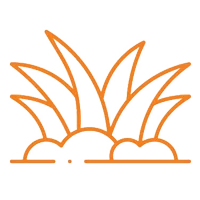 Aesthetic Plantation